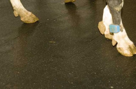 Stall Mats & Dairy Flooring